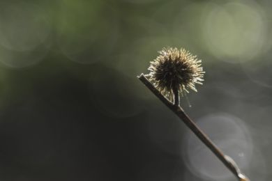 15 Stachelig