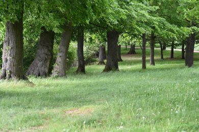 Claudia Martus: Wiese und Bäume