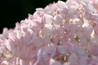 40 Hortensienblüte