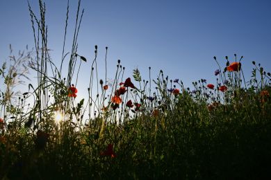 41 Mohnblumen
