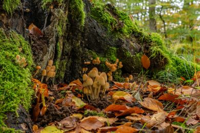 Jürgen Fesser: Herbstzeit-Pilzzeit