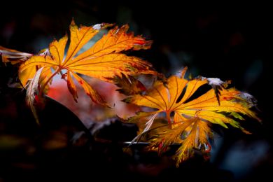Gerhard Pflästerer: Durchleuchtet